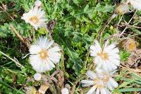 Tussilago farfara