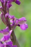 Anacamptis morio