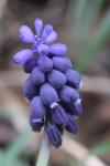 Muscari neglectum