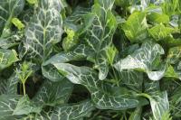 Arum italicum