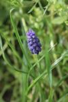 Muscari neglectum