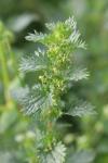 Urtica urens