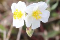 Helianthemum apenninum