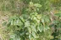 Berberis aquifolium