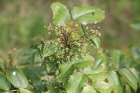 Berberis aquifolium