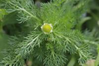 Matricaria discoidea