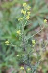 Sisymbrium officinale