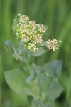 Lepidium draba