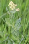 Lepidium draba
