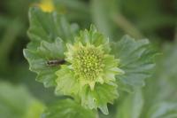 Barbarea vulgaris