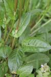 Rumex acetosa