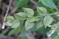 Ruscus aculeatus