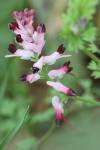 Fumaria muralis