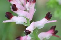 Fumaria muralis