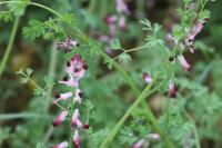 Fumaria muralis