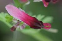 Fumaria muralis