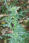 Silybum marianum