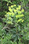 Euphorbia amygdaloides