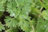 Aphanes arvensis