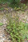 Lapsana communis