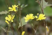 Lapsana communis