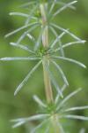 Galium verum