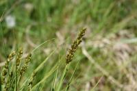 Carex otrubae