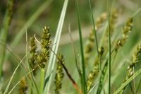 Carex otrubae