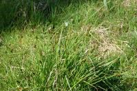 Carex otrubae