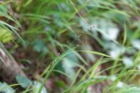 Melica uniflora