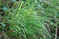 Melica uniflora