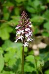 Orchis purpurea