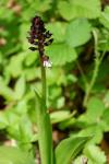 Orchis purpurea