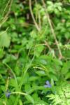Carex sylvatica