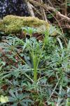 Helleborus foetidus
