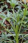 Helleborus foetidus