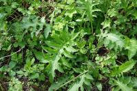 Cirsium oleraceum