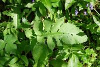 Cirsium oleraceum