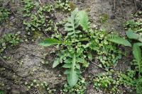 Cirsium oleraceum
