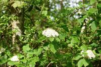 Viburnum lantana