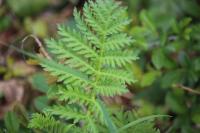 Tanacetum vulgare
