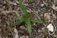 Melampyrum pratense
