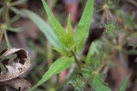 Melampyrum pratense