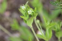 Moehringia trinervia