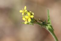 Sisymbrium officinale