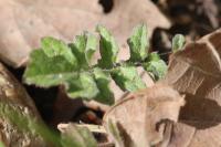 Sisymbrium officinale