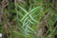 Euphorbia lathyris