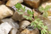 Sherardia arvensis
