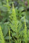 Equisetum arvense