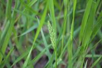 Poa trivialis